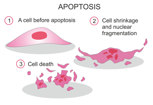 fat cell apoptosis